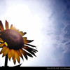 Sunflower.4