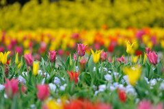 Jardin de la tulipe .4