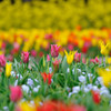 Jardin de la tulipe .4