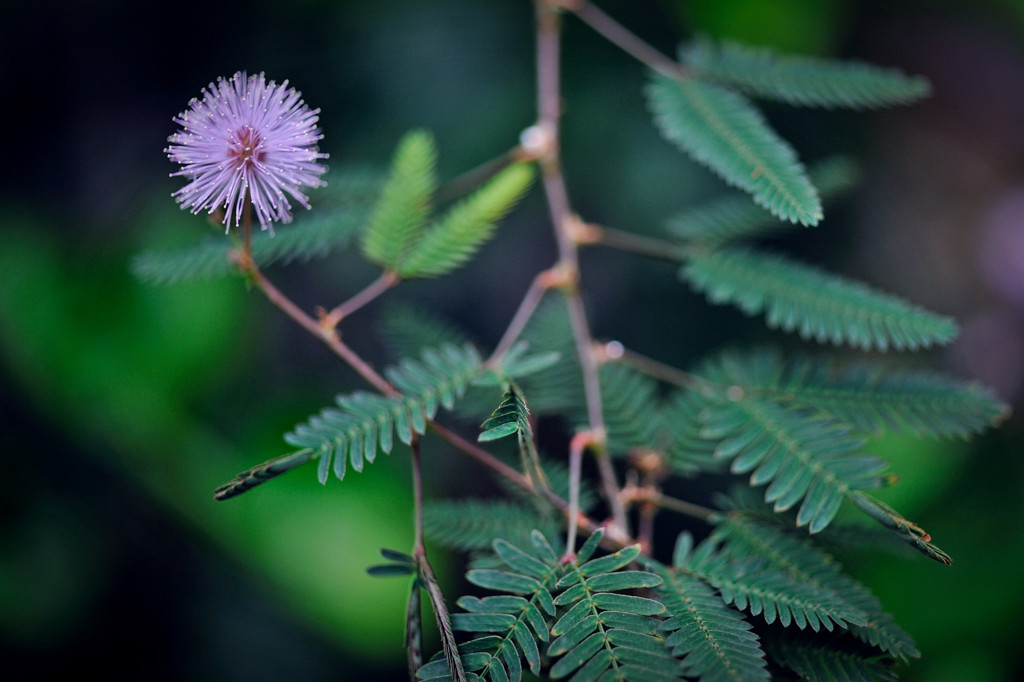 こんにちわ　はじめまして　ペコ♪