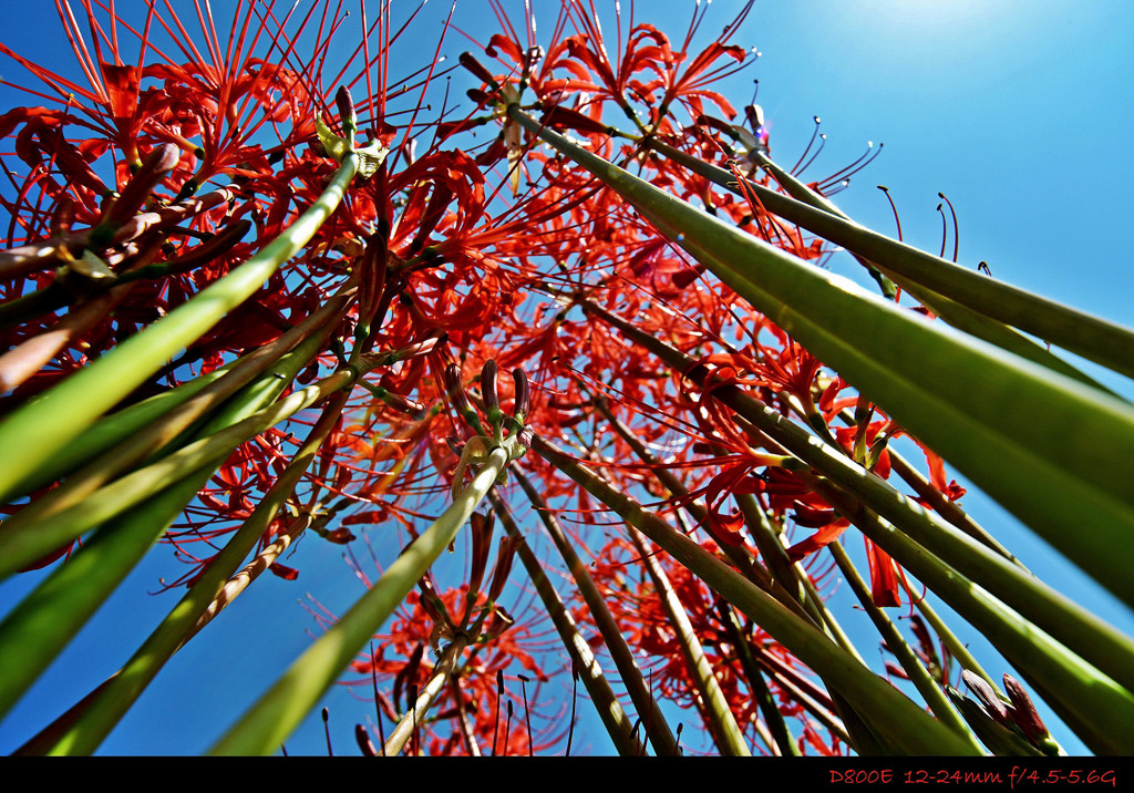 spider lily.E