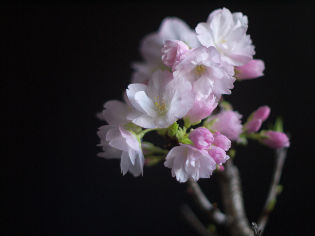 優桜