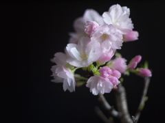 優桜