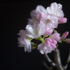 優桜