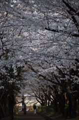 　　閑　桜　