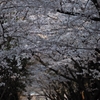 　　閑　桜　