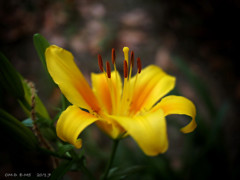 La fleur d'un lis .2