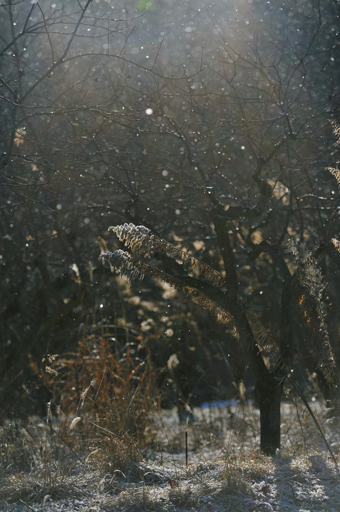 Powdery snow day .①