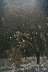 Powdery snow day .①