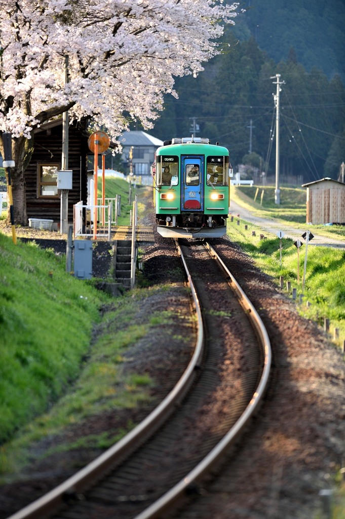   夕　桜　