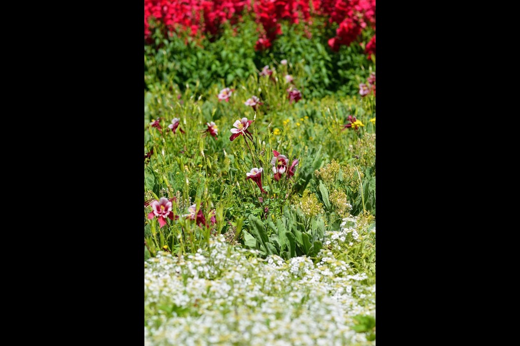 華