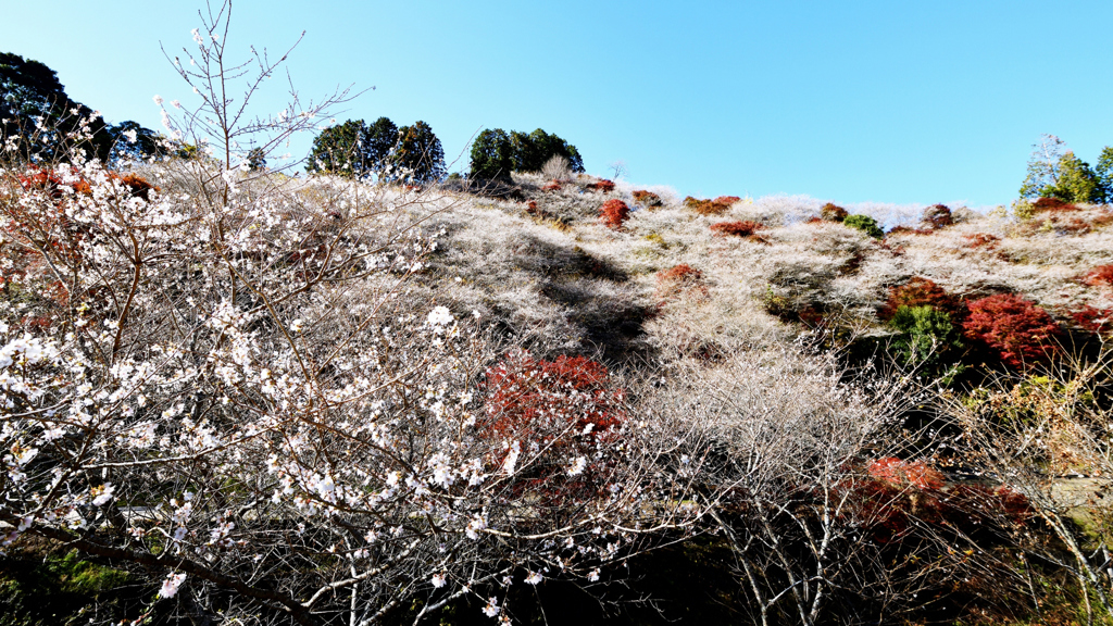 　四 季 桜　.2