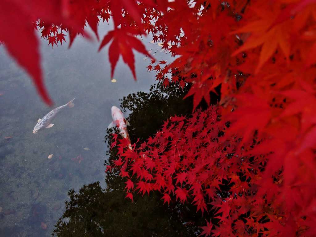 紅鯉