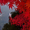 紅鯉