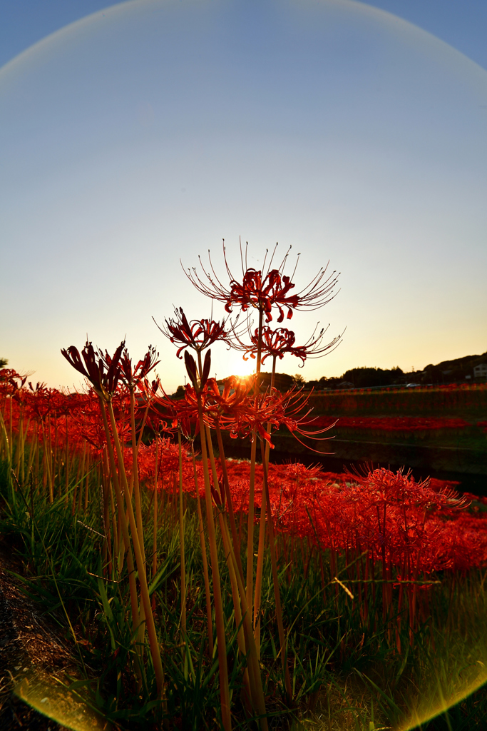 red spider lily　.2