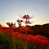 red spider lily　.2