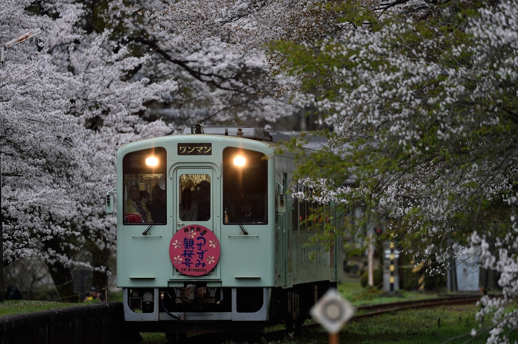 　桜　号