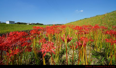 spider lily.I