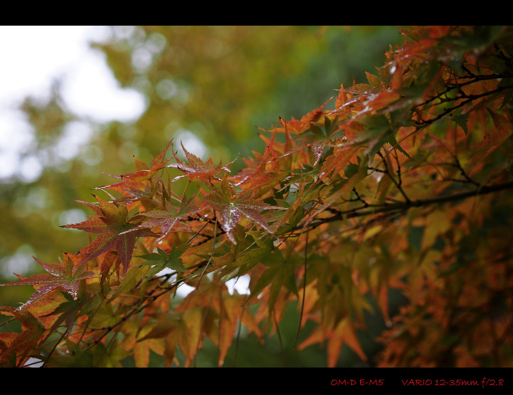 Autumn Color.5