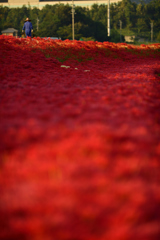  Red carpet　.