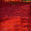  Red carpet　.