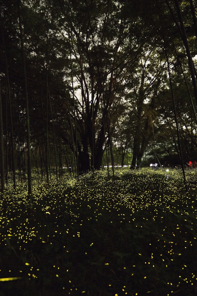 firefly Way.3