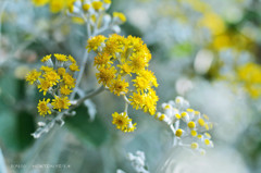 たんぽポ？･･･