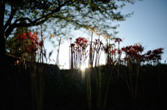 spider lily.1