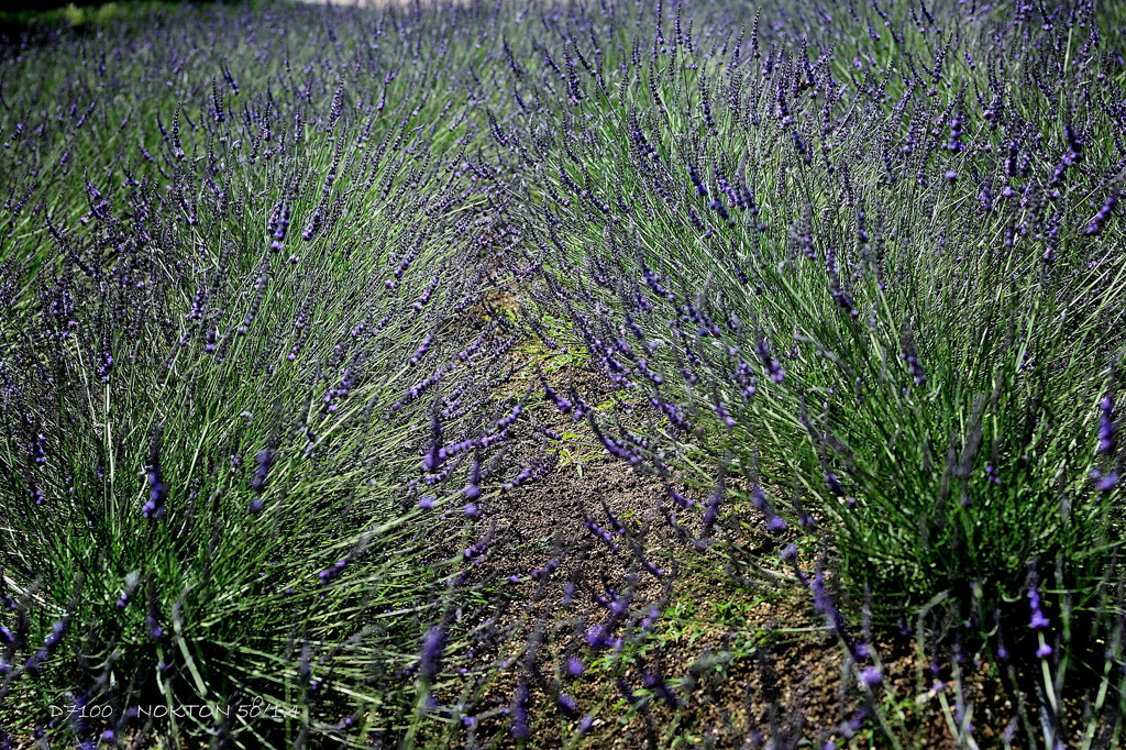 lavender .3