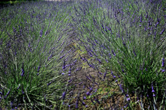 lavender .3