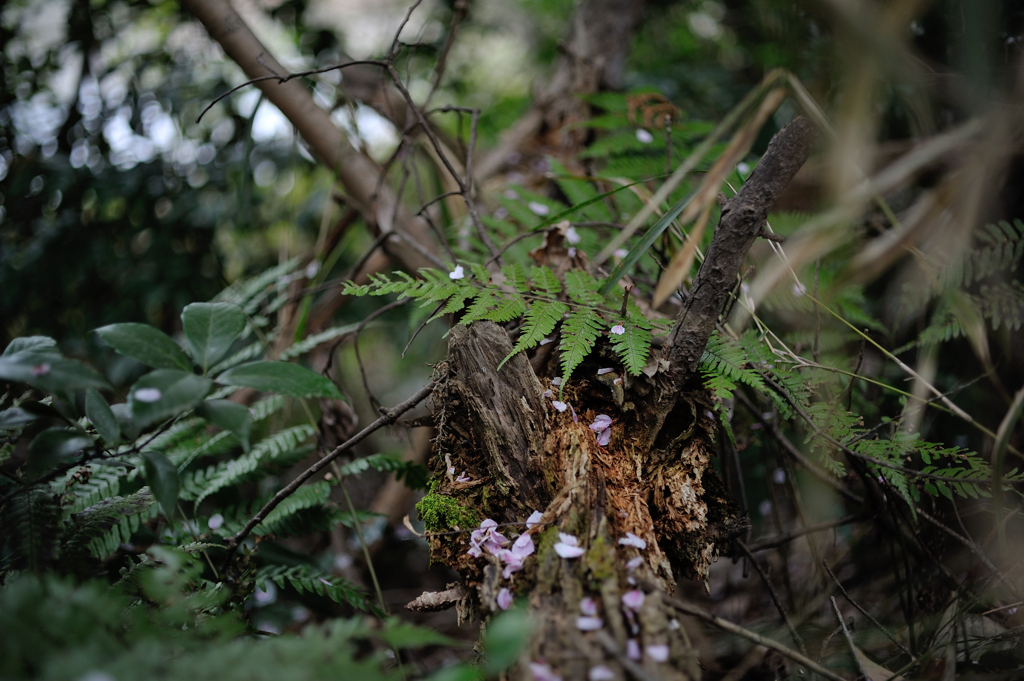 朽ち深き森