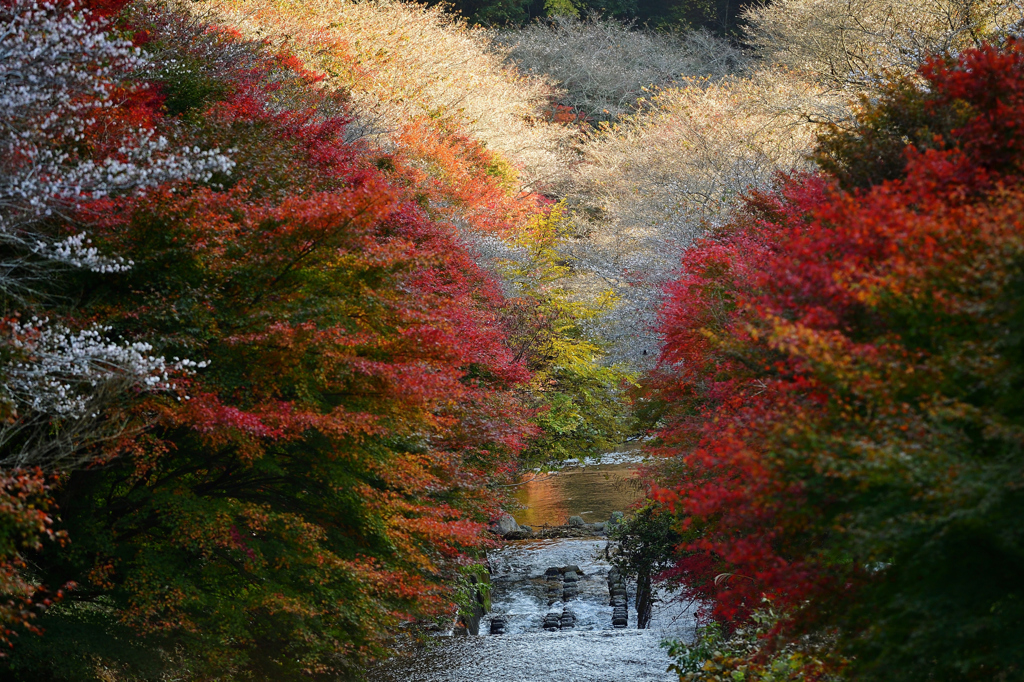  四季桜　.