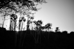 black spider lily