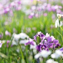 Seasonal flowers.2