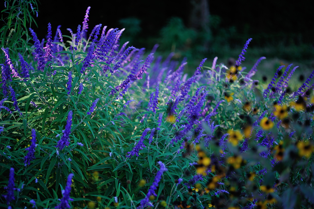 Dream Cosmos Field.8