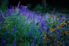 Dream Cosmos Field.8