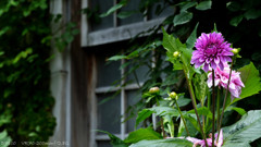 Jardin.2