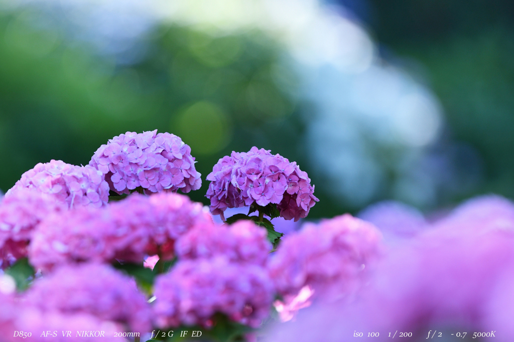 　hydrangea　.3