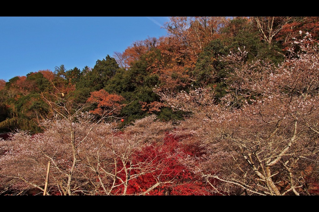 four-season cherry.10
