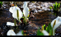 Lysichiton.2
