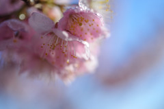 Teardrop.1