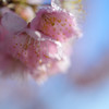 Teardrop.1