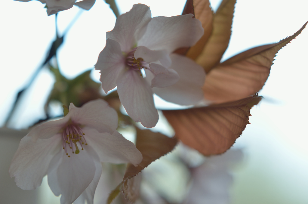 ウツセルンデス