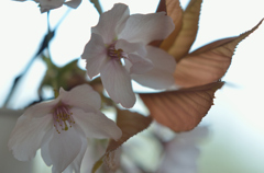 ウツセルンデス