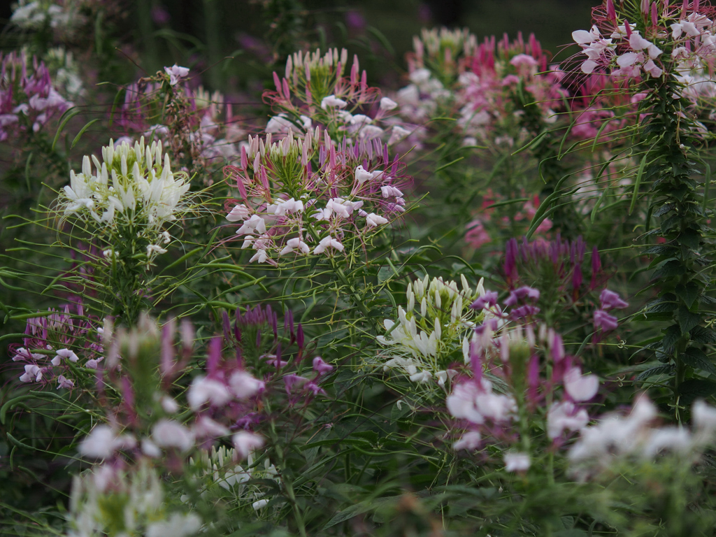 Flower fireworks.2