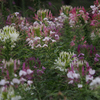 Flower fireworks.2