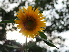 Last Summer.1