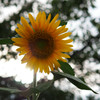 Last Summer.1