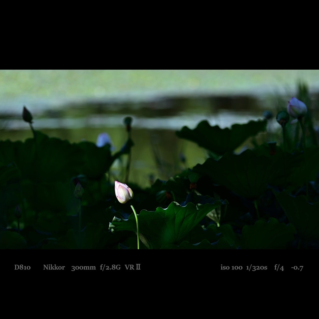 lotus bloom.