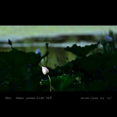 lotus bloom.